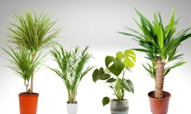 घर के अंधेरे कोनों को बनाएं हरा-भरा; कम रोशनी में भी लहलहाएंगे ये 5 शानदार पौधे, जानें आसान देखभाल के टिप्स