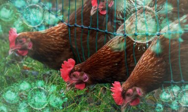 बर्ड फ्लू अलर्ट: चिकन दुकानें 2 महीने तक रह सकती हैं बंद, सरकारी पोल्ट्री पर 6 माह का खतरा