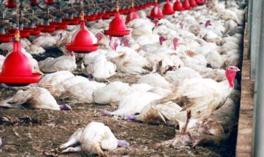 बिलासपुर में बर्ड फ्लू पर नियंत्रण: चिकन-अंडे की बिक्री शुरू, 10 किमी क्षेत्र से पाबंदी हटी; 1 किमी दायरे में सख्ती जारी