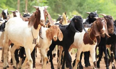 ऐसी अवस्था में मिले 17 बकरे-बकरियां, देखकर आपकी रूह कांप जाएगी...