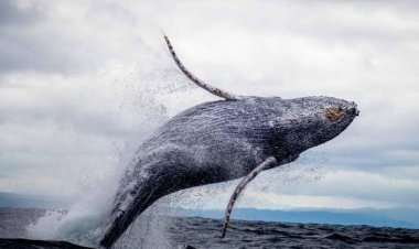 क्या इंसान भी जी सकेंगे 200 साल? व्हेल पर हुए शोध ने खोले लंबी उम्र के गहरे राज; वैज्ञानिकों के हाथ लगा 'जादुई' प्रोटीन