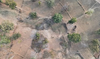 उदंती-सीतानदी टाइगर रिजर्व में बड़ा खुलासा: 106 हेक्टेयर वनभूमि पर कब्जा, कट गए 1 लाख पेड़ 