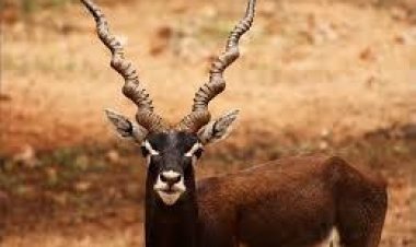 बारनवापारा अभ्यारण्य बना काले हिरण पुनरुद्धार की नई मिसाल 