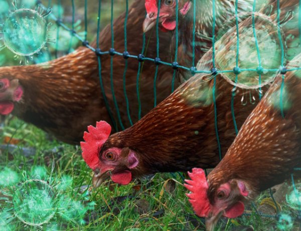 बर्ड फ्लू अलर्ट: चिकन दुकानें 2 महीने तक रह सकती हैं बंद, सरकारी पोल्ट्री पर 6 माह का खतरा