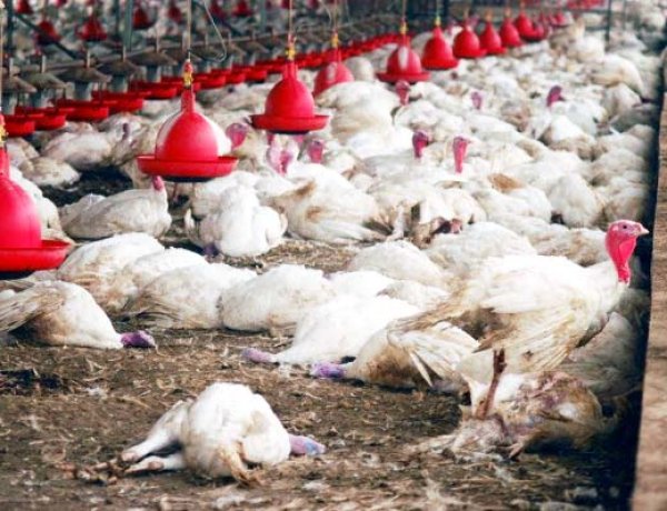 बिलासपुर में बर्ड फ्लू पर नियंत्रण: चिकन-अंडे की बिक्री शुरू, 10 किमी क्षेत्र से पाबंदी हटी; 1 किमी दायरे में सख्ती जारी