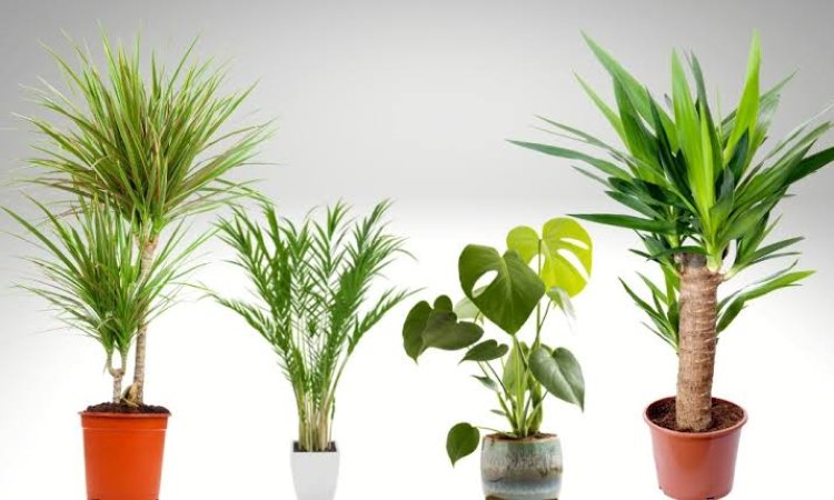 घर के अंधेरे कोनों को बनाएं हरा-भरा; कम रोशनी में भी लहलहाएंगे ये 5 शानदार पौधे, जानें आसान देखभाल के टिप्स