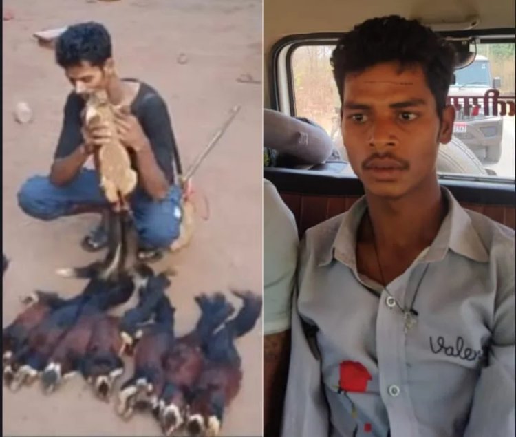 बस्तर में शिकारियों ने बनाया रील, तब हुआ 9 दुर्लभ गिलहरियों के शिकार का खुलासा