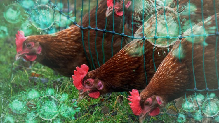 बर्ड फ्लू अलर्ट: चिकन दुकानें 2 महीने तक रह सकती हैं बंद, सरकारी पोल्ट्री पर 6 माह का खतरा