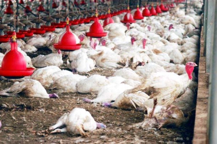 बिलासपुर में बर्ड फ्लू पर नियंत्रण: चिकन-अंडे की बिक्री शुरू, 10 किमी क्षेत्र से पाबंदी हटी; 1 किमी दायरे में सख्ती जारी