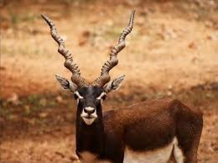 बारनवापारा अभ्यारण्य बना काले हिरण पुनरुद्धार की नई मिसाल 