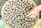 पहाड़ों पर फेंकी जाएंगी ‘सीड बॉल’ : बारिश से पहले बस्तर में बड़ा मिशन