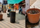 बम्बू गाड़कर छांव के लिए किया जा रहा पालिका के लगाए गमले का उपयोग