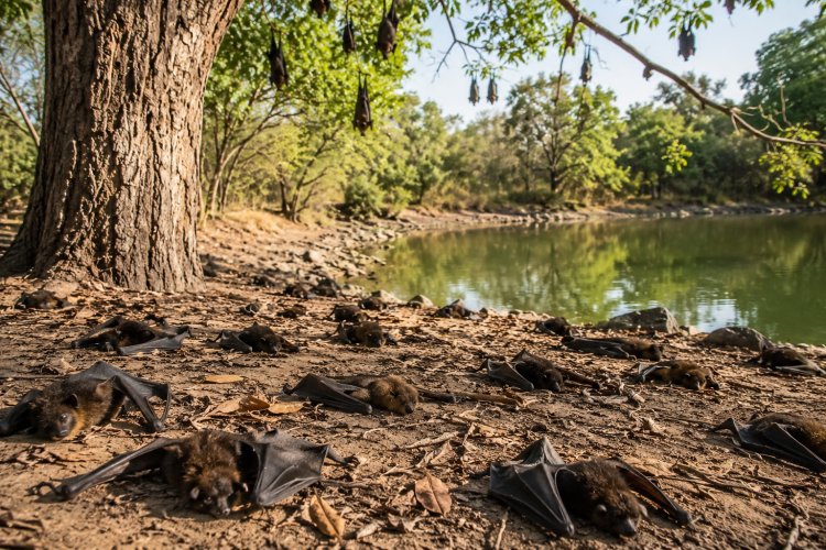 भीषण गर्मी का कहर: 150 से ज्यादा चमगादड़ों की मौत, प्रदेशभर में हीट वेव अलर्ट