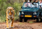 मानसून के चलते 1 अक्टूबर तक बंद रहेंगे टाइगर रिजर्व और जंगल सफारी, वन्यजीव संरक्षण पर सरकार का फोकस