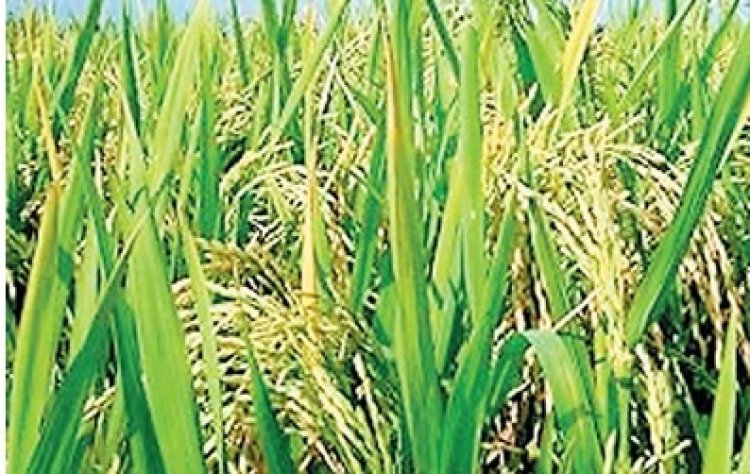 छत्तीसगढ़ में शुरू होगा ‘बासमती धान मिशन’ : अंतरराष्ट्रीय बाजारों में महकेगा प्रदेश का चावल