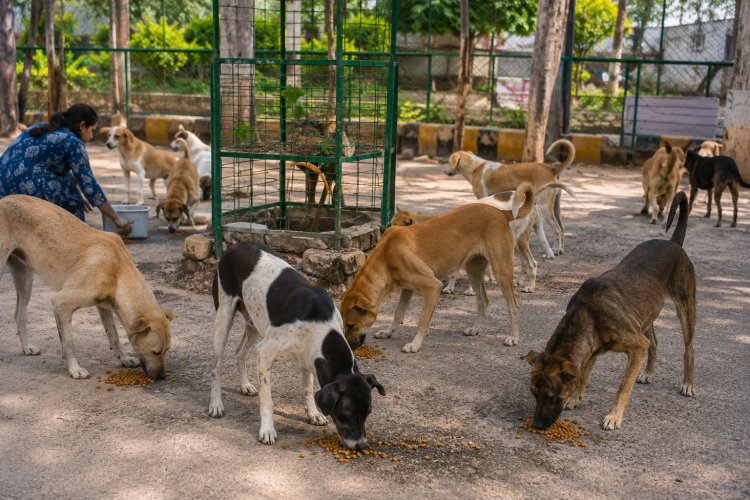 रायपुर में आवारा कुत्तों के लिए बने फीडिंग जोन, हाईकोर्ट के निर्देश पर निगम ने सभी 70 वार्डों में तय किए स्थान