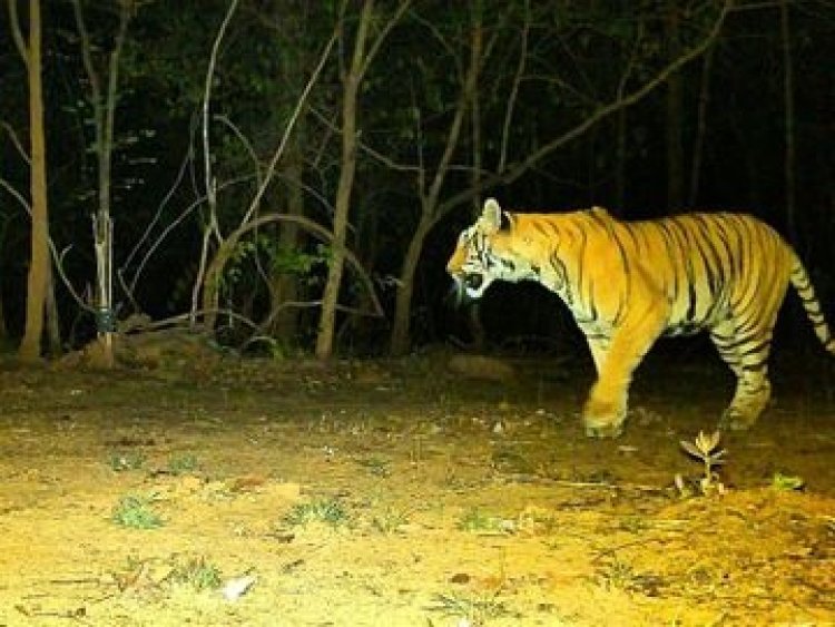 उदंती-सीतानदी टाइगर रिजर्व में दिखी बाघिन 