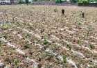 पीपल सिटी’ बनेगा नवा रायपुर : पांच साल में लगेंगे 1.25 लाख पौधे, 108 जलाशयों के किनारे होगा पौधारोपण