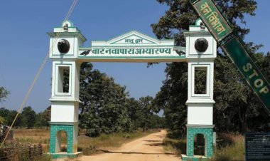 बारनावापारा में 3 चीतलों की मौत से हड़कंप,वन विभाग ने शुरू की जांच