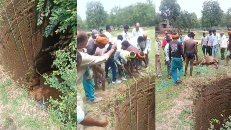 कुएं में गिरे बैल को डायल-112 और ग्रामीणों ने सुरक्षित निकाला, समय रहते बची जान