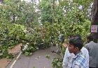 नेशनल हाईवे 130C पर फिर लगा जाम, विशालकाय पेड़ गिरने से वाहनों की लंबी कतार