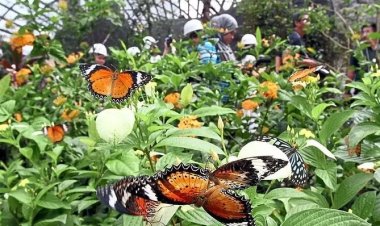 छत्तीसगढ़ को मिलेगी पहली राजकीय तितली, 31 अगस्त तक जनता कर सकती है वोट; तीन प्रजातियां दौड़ में