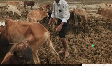 गौधाम में पशुओं की मौत :  जांच रिपोर्ट कलेक्टर को सौंपी गई, 3 दिनों में 6 पशुओं की मृत्यु की पुष्टि