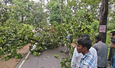नेशनल हाईवे 130C पर फिर लगा जाम, विशालकाय पेड़ गिरने से वाहनों की लंबी कतार