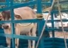 धमतरी में अनोखा मामला: सांड को लेकर थाने पहुंचे ग्रामीण, एफआईआर दर्ज करने पर अड़े