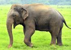 गंरियाबंद के जंगलों से रिहाइशी इलाके की ओर बढ़ा हाथी: वन विभाग ने 10 गांवों में जारी किया अलर्ट