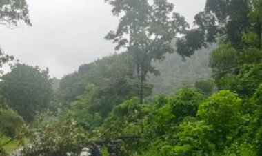Breaking : बीजापुर घाट पर गिरा विशाल पेड़, NH-63 पर यातायात ठप