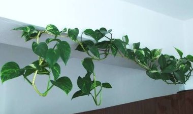 मनी प्लांट की तेजी से ग्रोथ के लिए अपनाएं ये आसान टिप्स: पौधा बनेगा घना, हरा-भरा और चमकदार