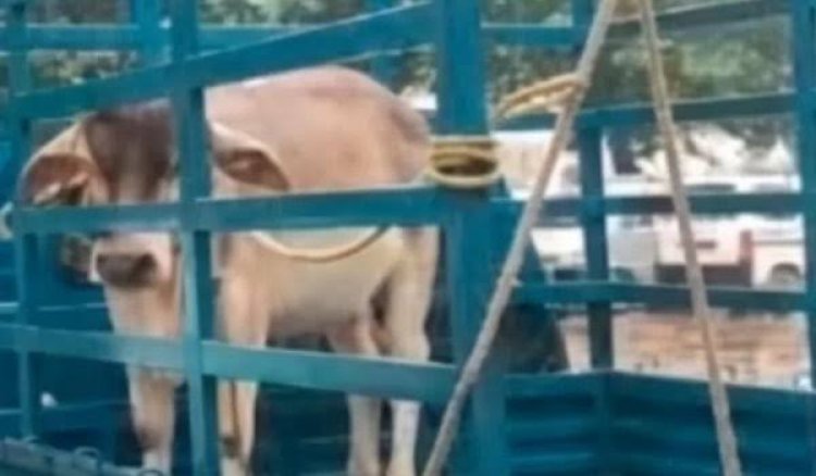 धमतरी में अनोखा मामला: सांड को लेकर थाने पहुंचे ग्रामीण, एफआईआर दर्ज करने पर अड़े