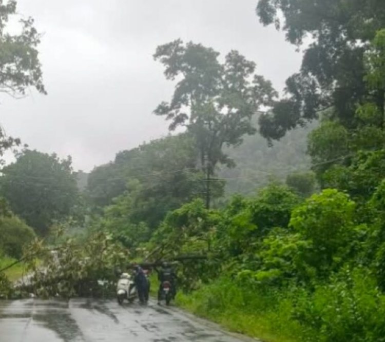 Breaking : बीजापुर घाट पर गिरा विशाल पेड़, NH-63 पर यातायात ठप